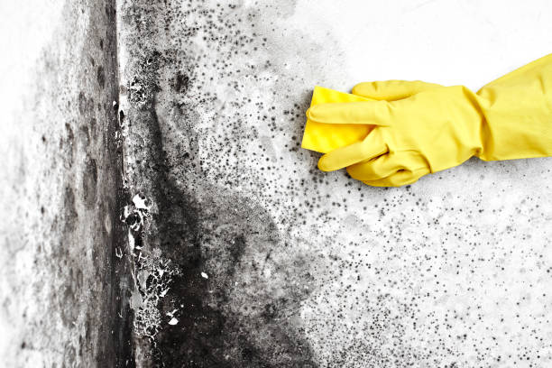 Best Mold Cleaning Services  in Agency Village, SD