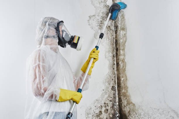 Best Certified Mold Removal  in Agency Village, SD