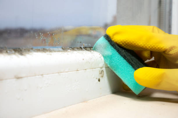 Best Certified Mold Removal  in Agency Village, SD