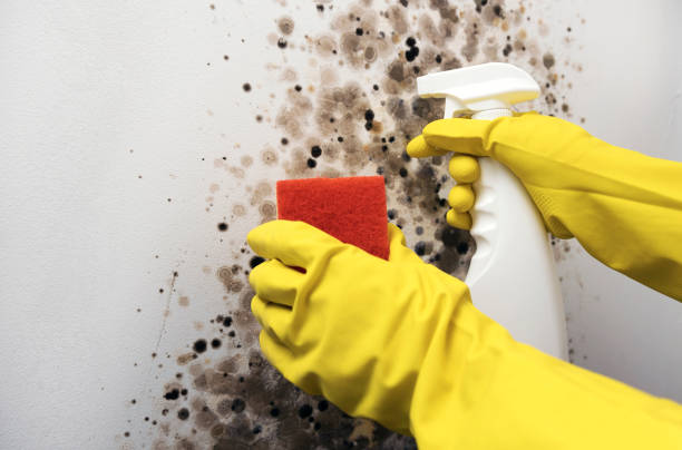 Best Black Mold Removal  in Agency Village, SD