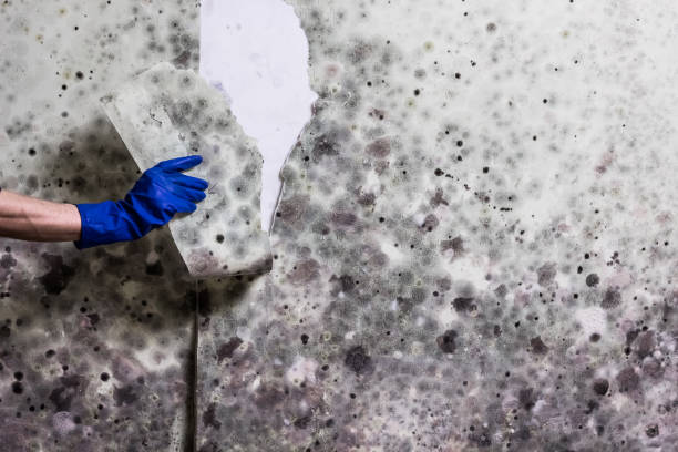 Best Mold Testing  in Agency Village, SD