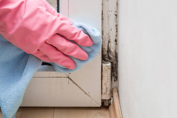 Best Toxic Mold Removal  in Agency Village, SD